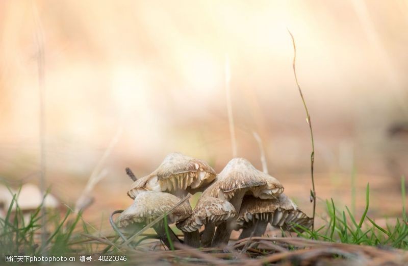 黑平菇蘑菇图片