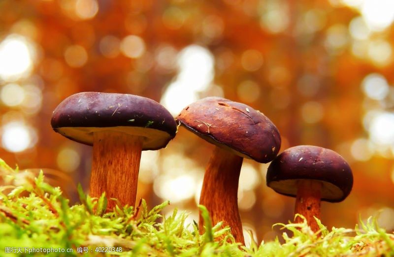 毒蘑菇蘑菇图片