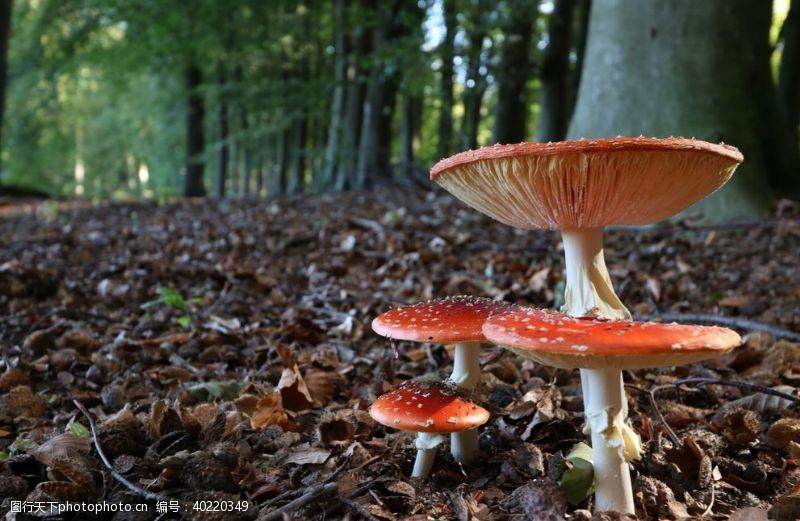 野生蘑菇蘑菇图片