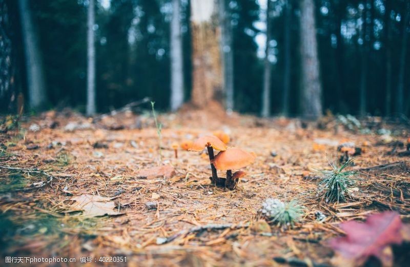 红红火火蘑菇图片