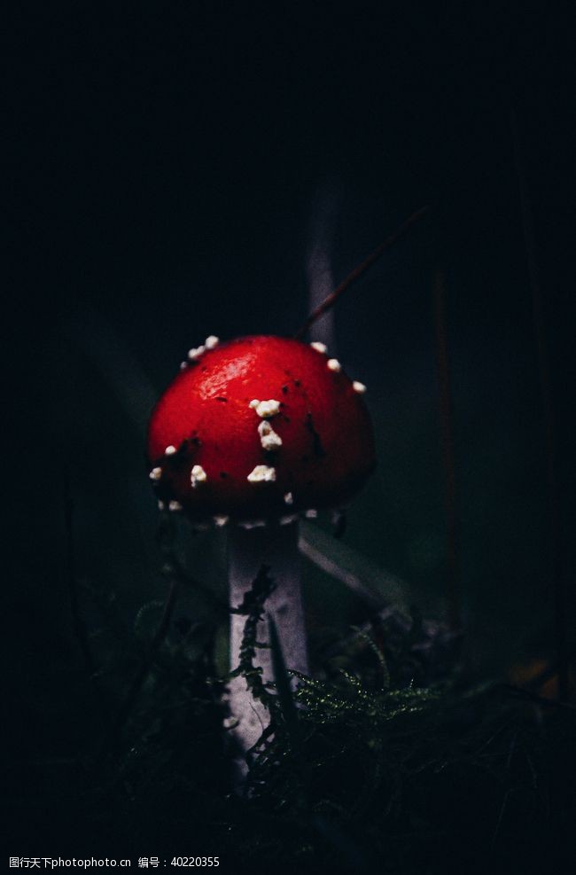 花伞蘑菇图片