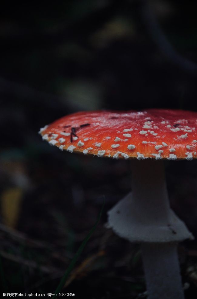 红火蘑菇图片