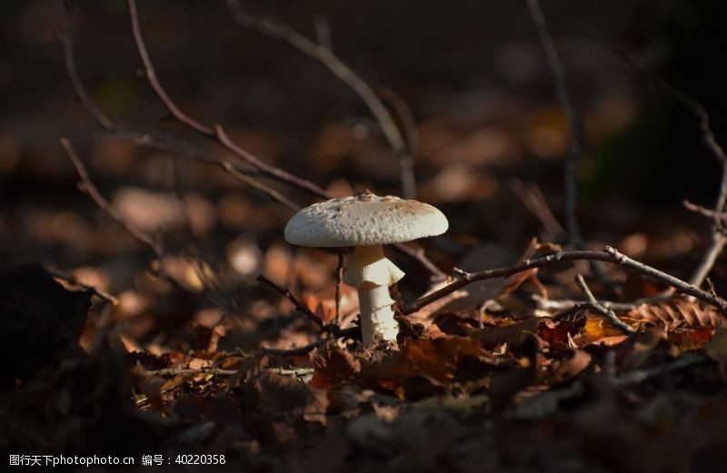 黑白红蘑菇图片
