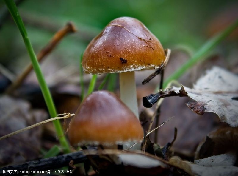 黑平菇蘑菇图片