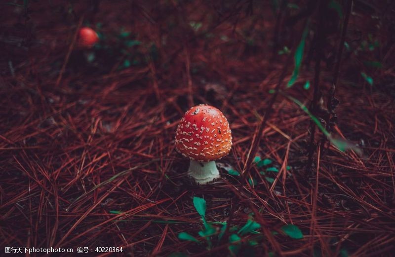 新鲜香菇蘑菇图片