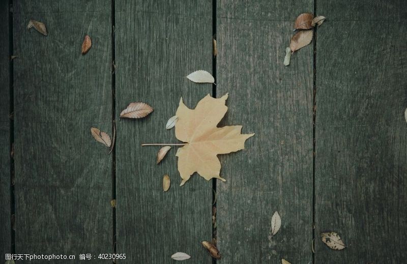 落叶木板背景图片