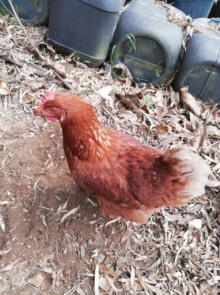 田园犬母鸡图片