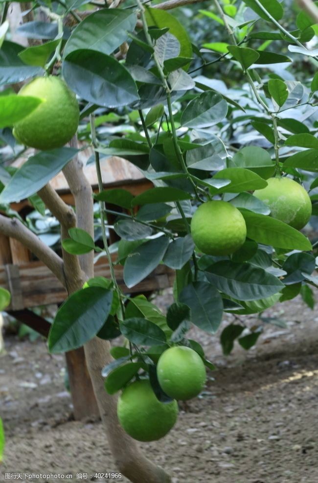 果园果树柠檬图片