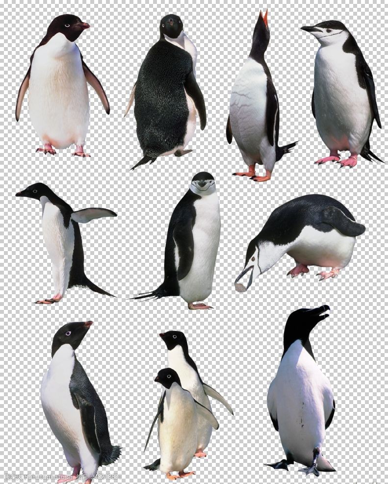 透明企鹅图片