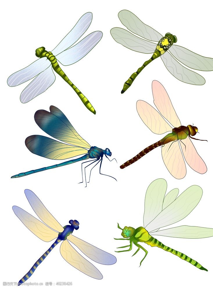 蝴蝶彩绘蜻蜓图片