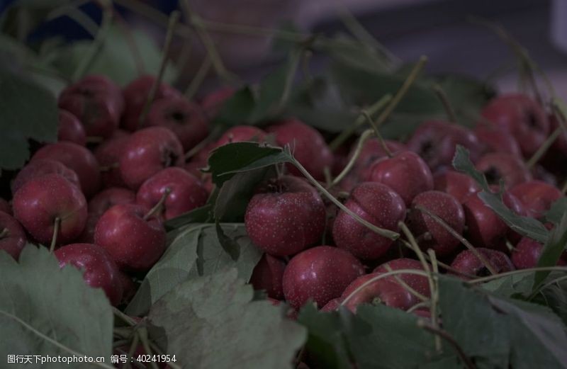 水果摄影山楂树图片