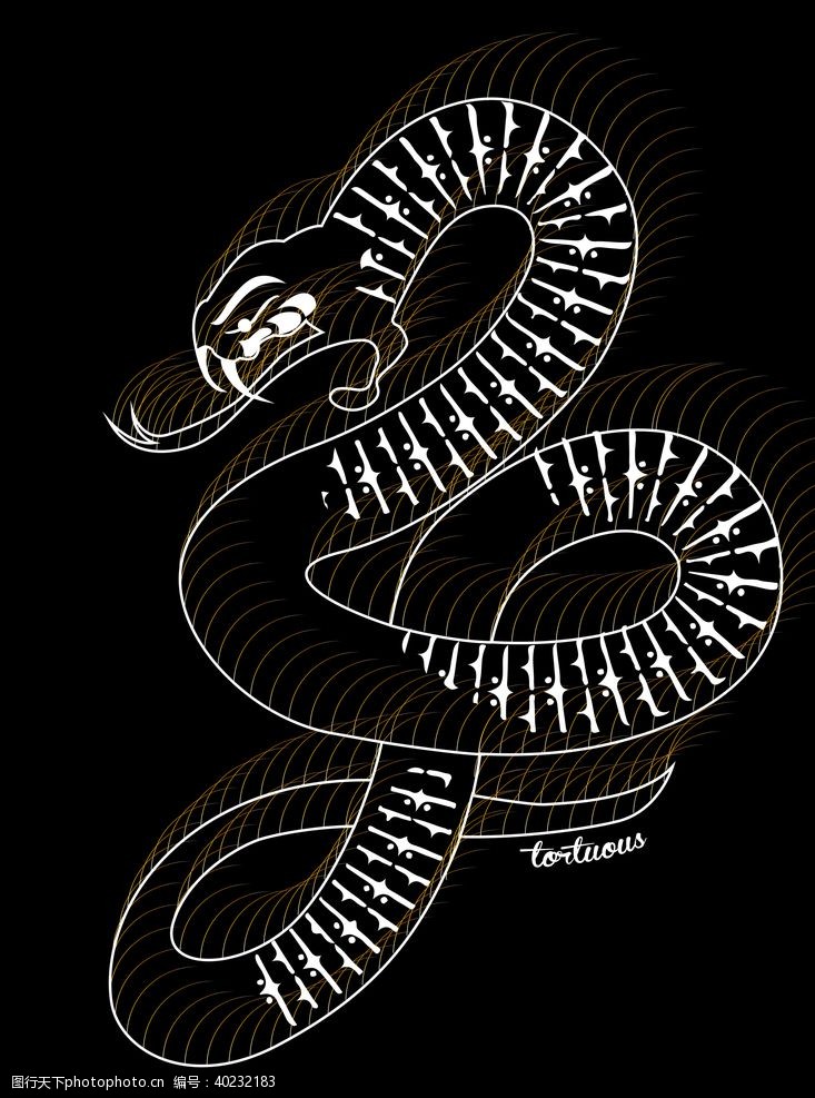 文胸蛇图片