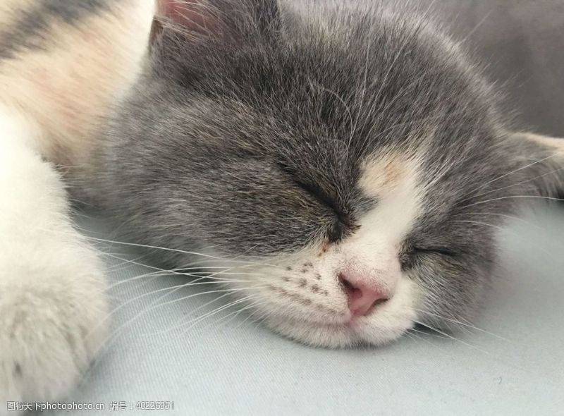人物家庭睡觉的小猫图片