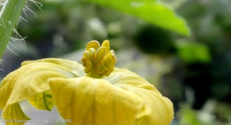 黄色花蕊香瓜花图片