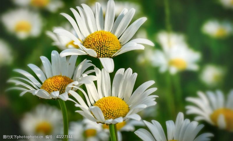 白色花朵小雏菊花卉图片