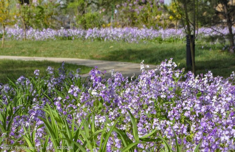 世界地图园林草花二月兰诸葛菜图片