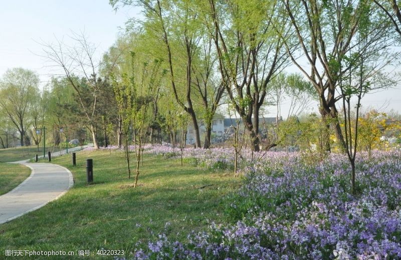 蓝色花园林地被植物二月兰图片