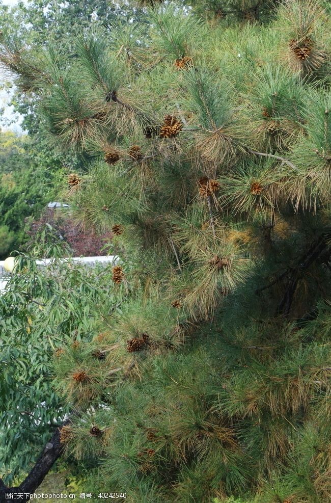 花草园林风景图片