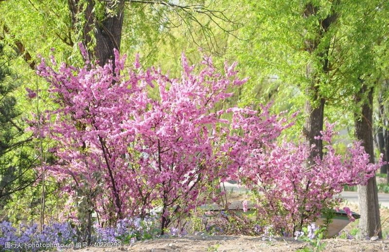 桃花园园林花灌木几株榆叶梅图片