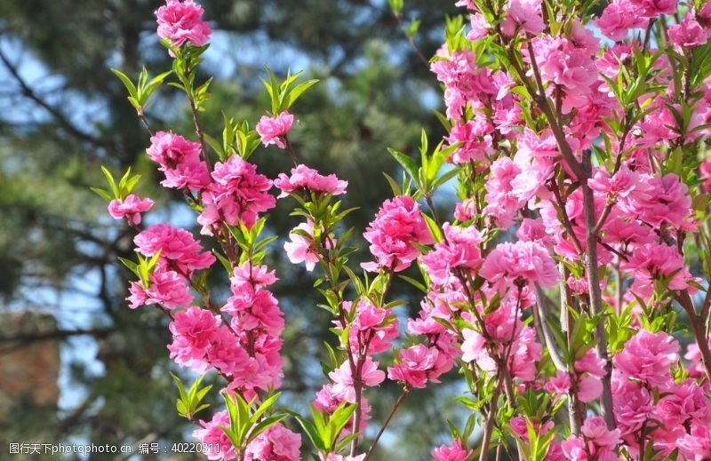 粉红桃花园林花灌木帚桃图片