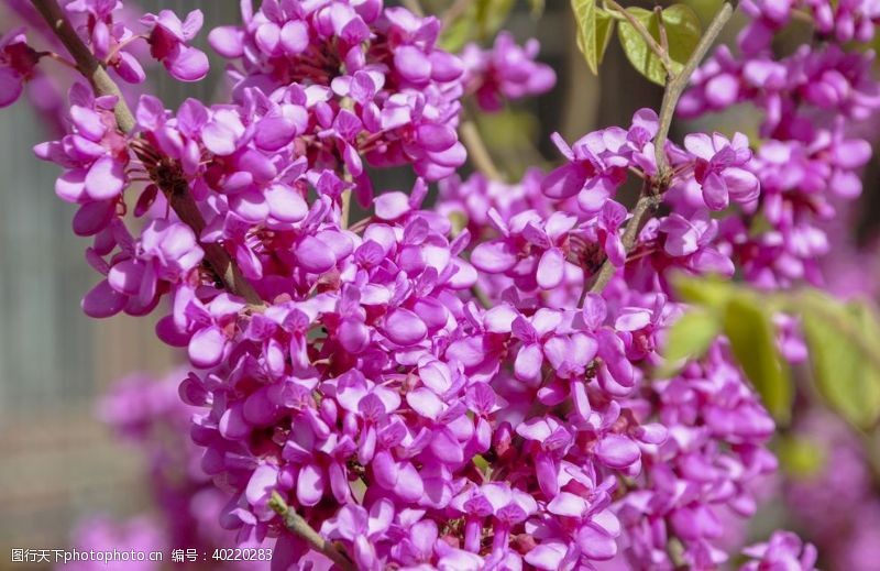 紫色花园林花灌木紫荆图片