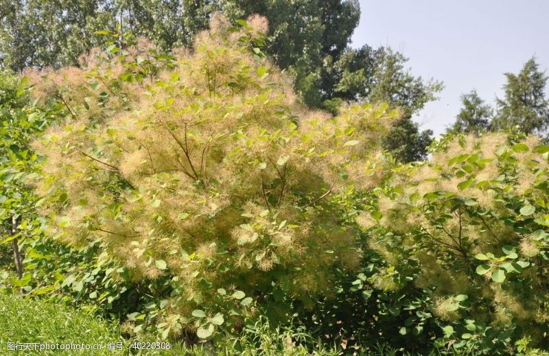 烟花花园林植物黄栌开花景观图片