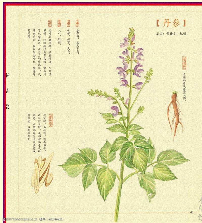 彩铅植物图片