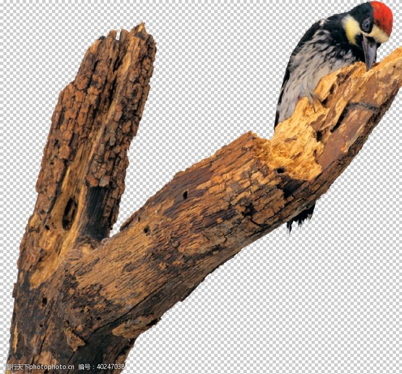 大树设计啄木鸟图片