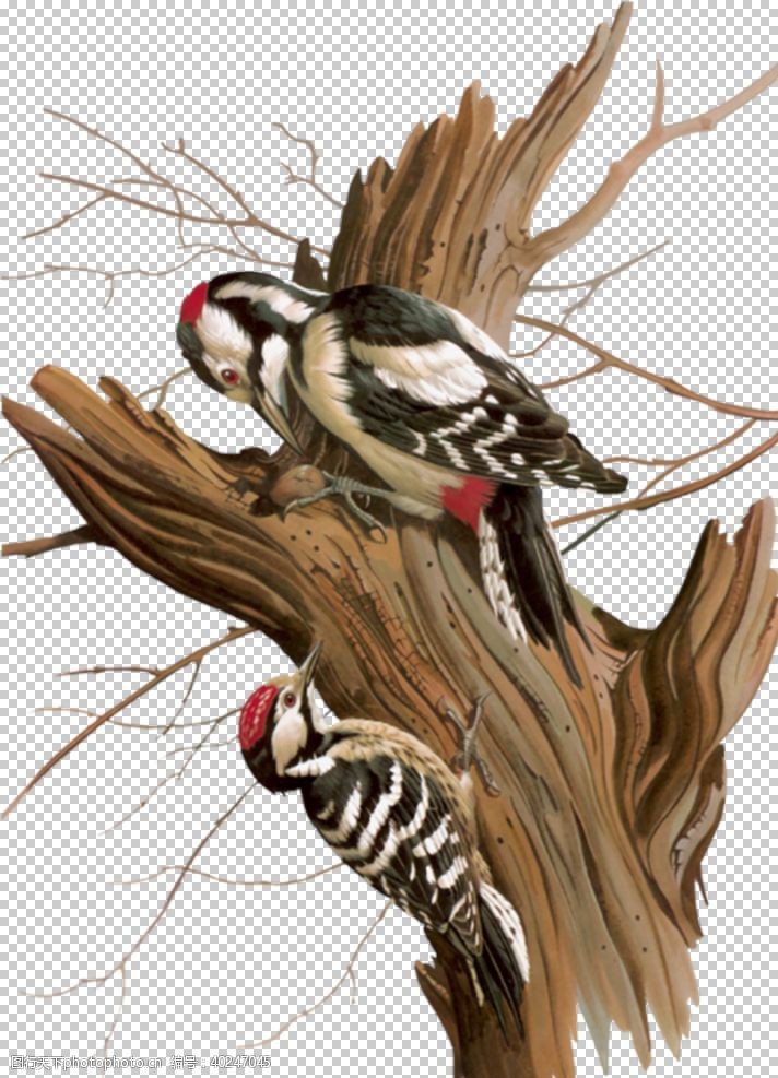 树木手绘啄木鸟图片