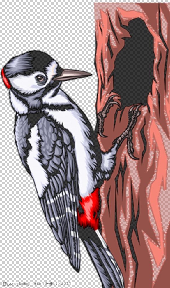 森林插画啄木鸟图片