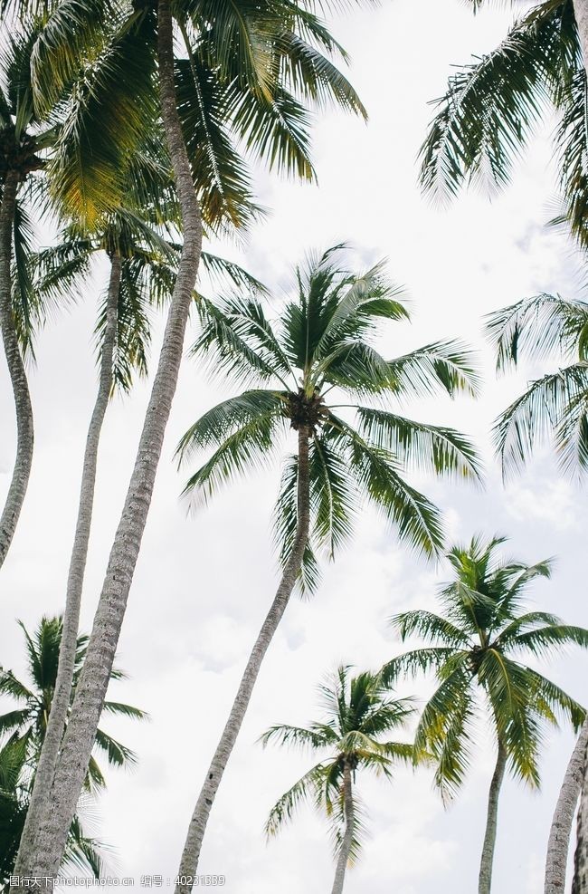 椰子叶棕榈树图片