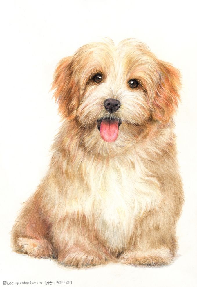 美术绘画彩铅小狗图片