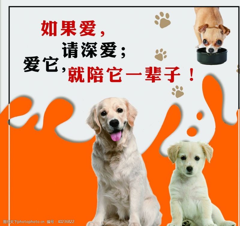 宠物海报宠物图片