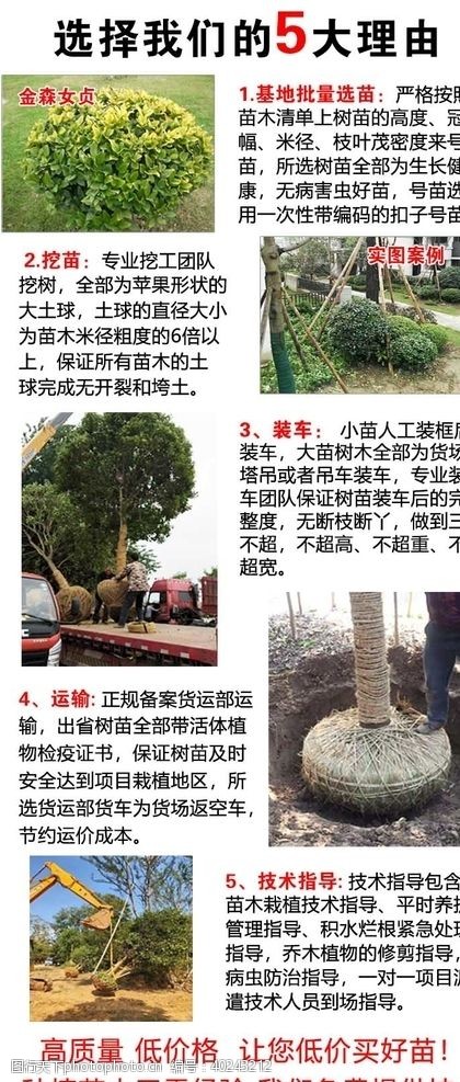 植物类大型苗圃基地直销图片