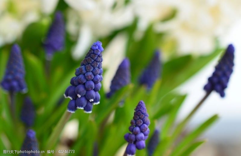 赏花风信子图片