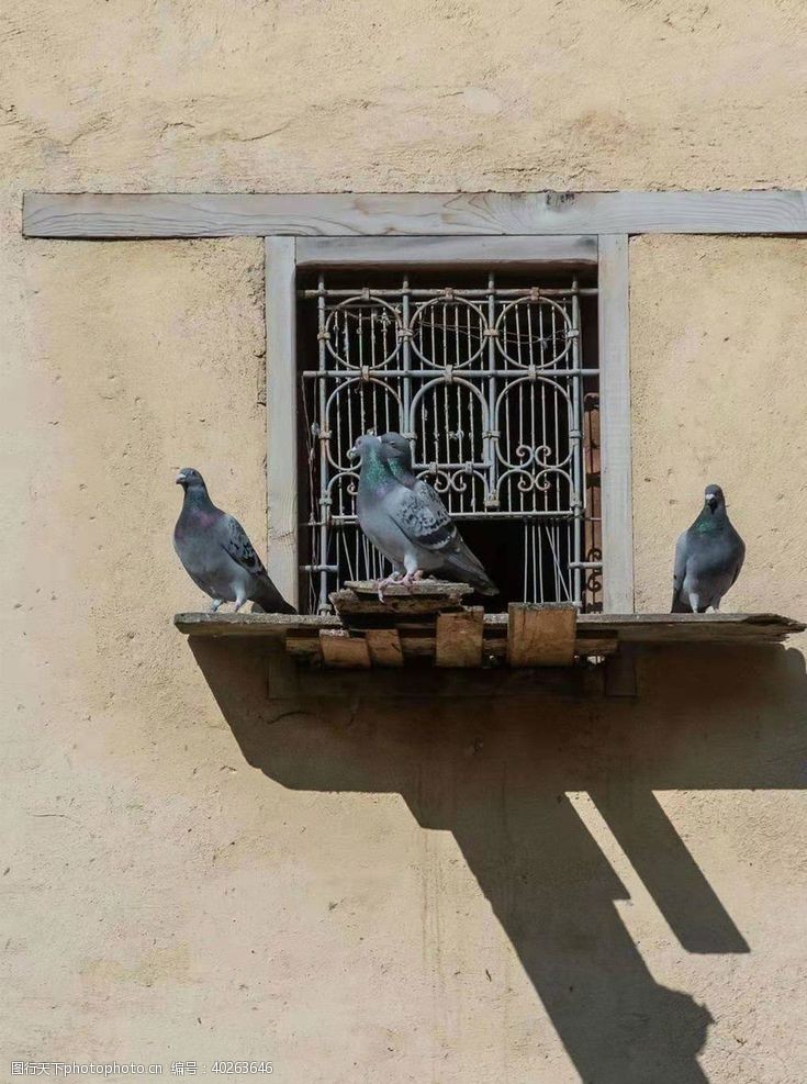 动物摄影鸽子图片