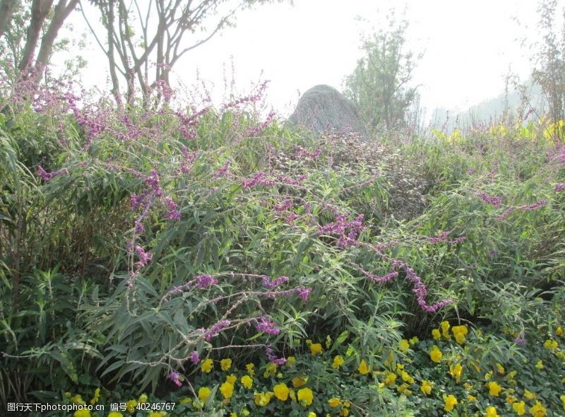 紫色三色堇公园绿植花卉图片
