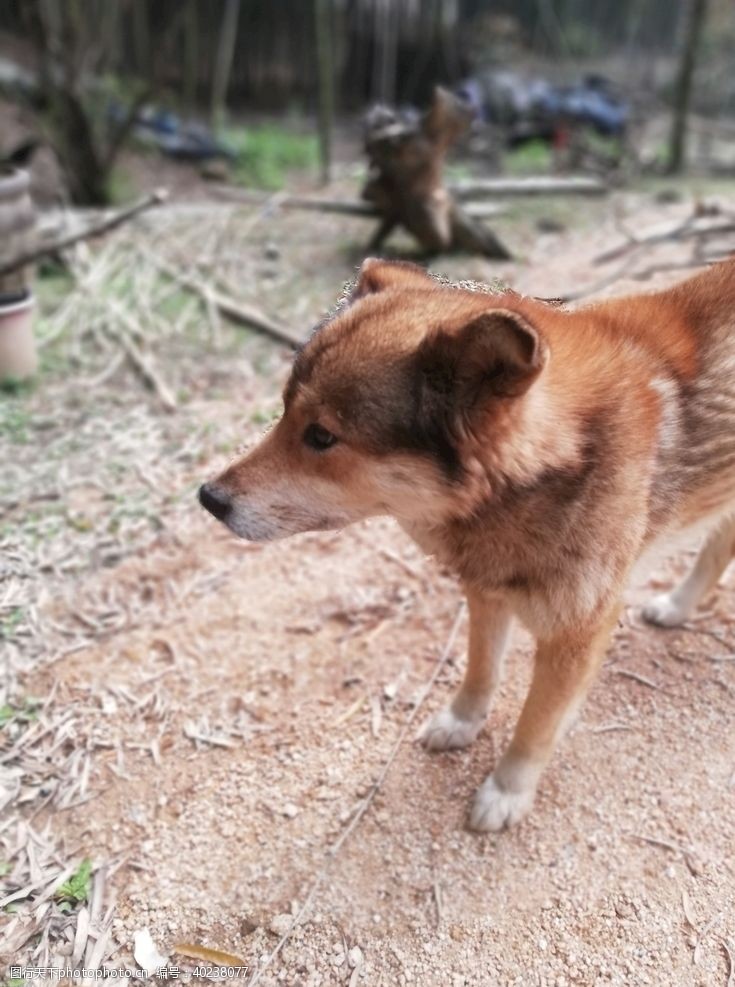 田园犬狗图片