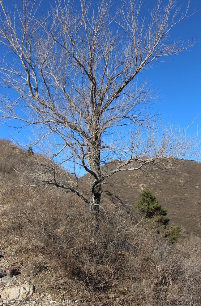 登山道孤树图片