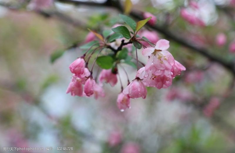 春天树叶海棠花开图片