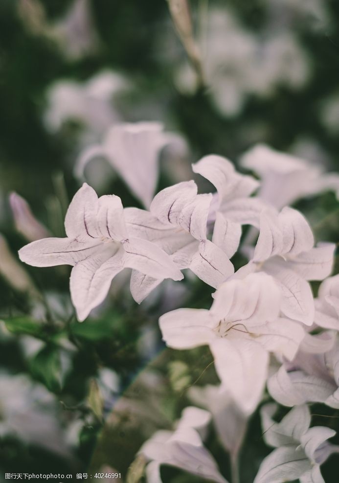 鲜花花卉图片