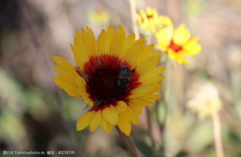 太阳花花与蜂图片
