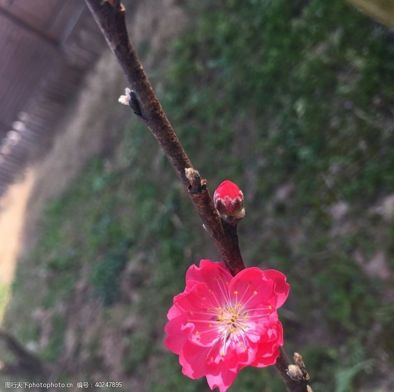 花风景图片免费下载 花风景素材 花风景模板 图行天下素材网