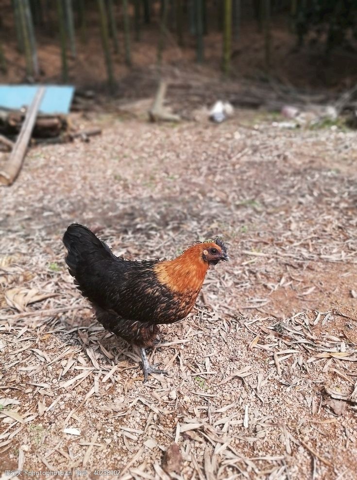 田园犬母鸡图片