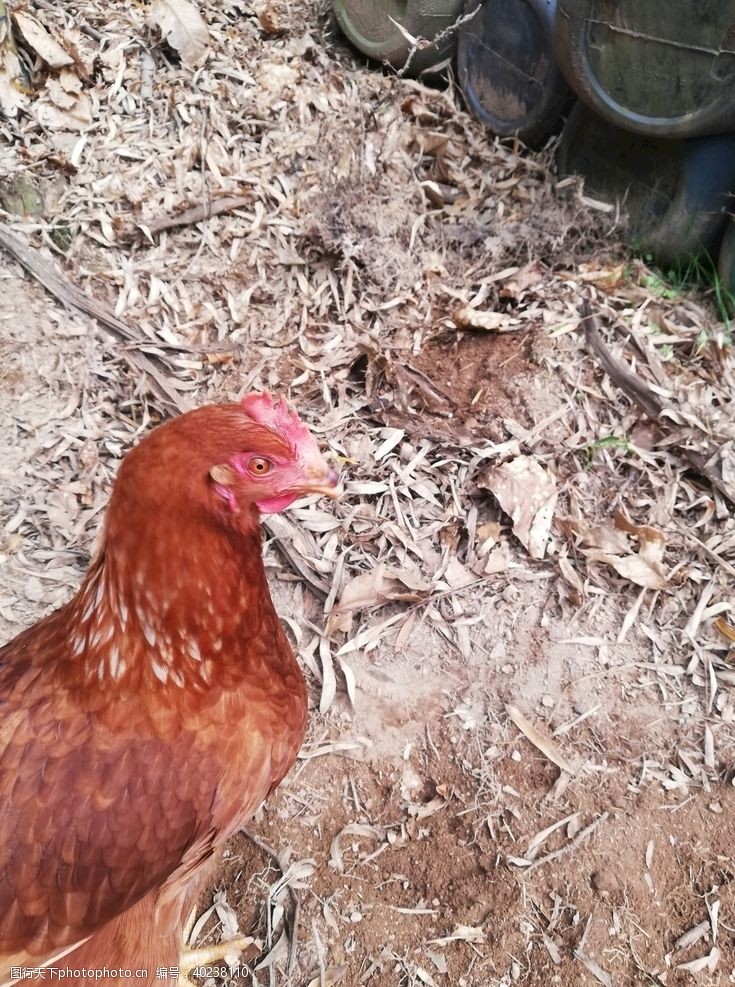 田园犬母鸡图片