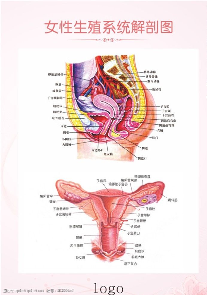 生殖系统图女性生殖系统解剖图图片