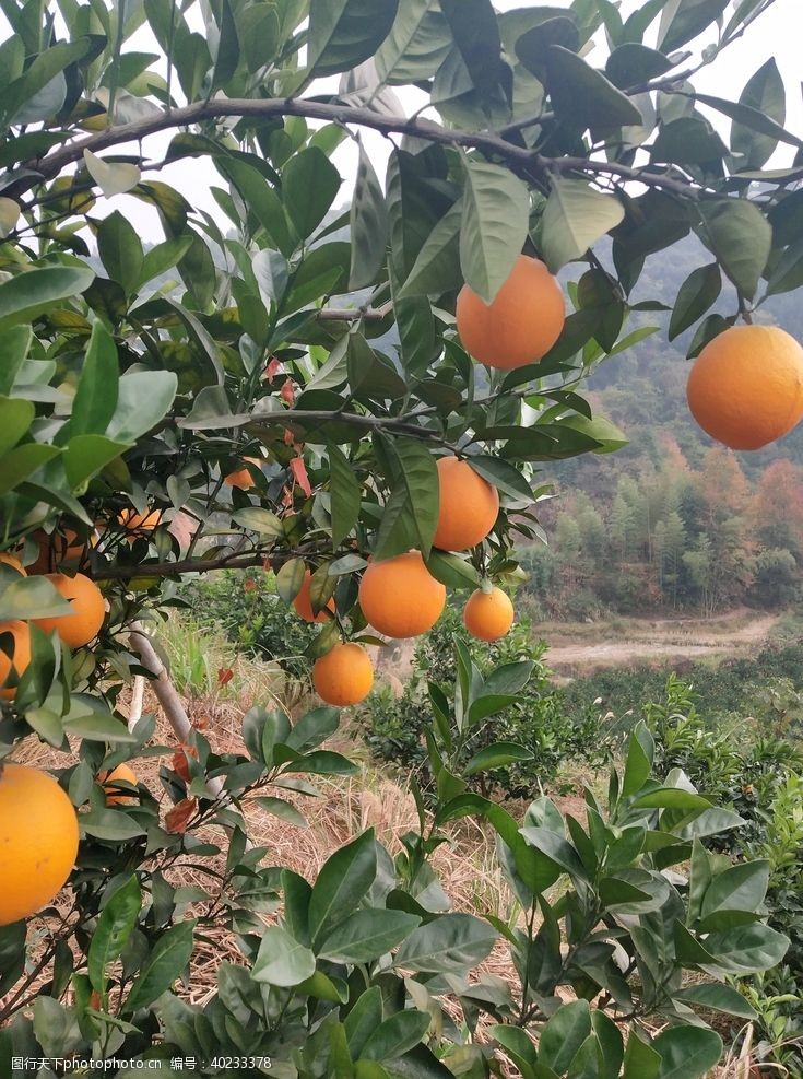橙子脐橙树图片
