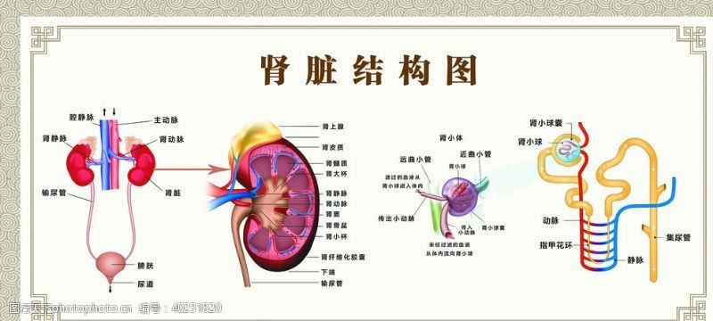 肾脏结构图图片