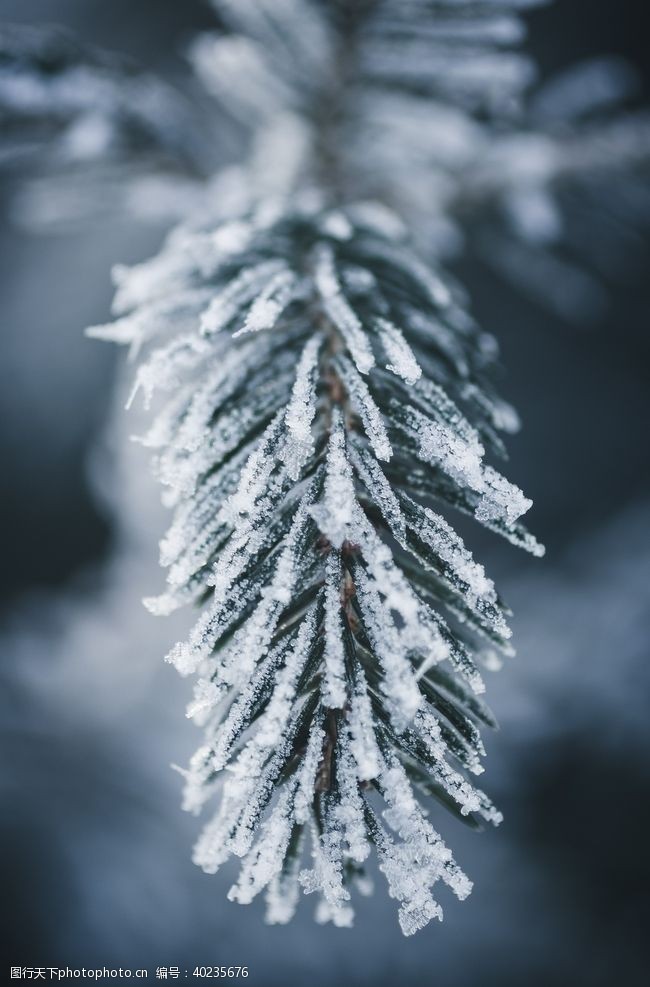 雪景树木图片