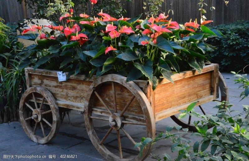 植物花朵温室风景图片